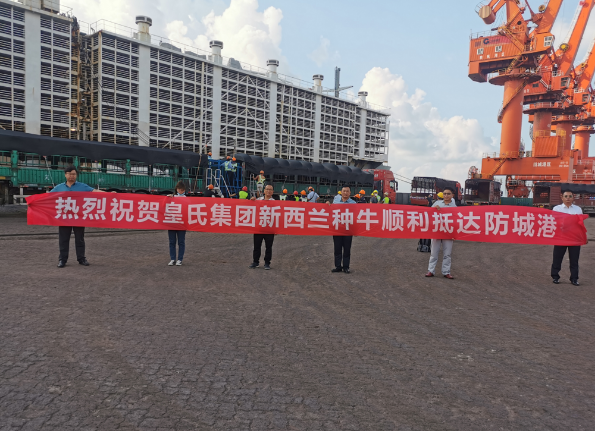 漂洋過(guò)海9000公里，優(yōu)質(zhì)新西蘭奶牛順利到港！